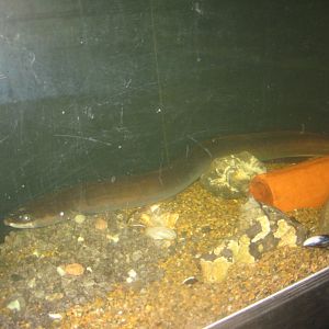Limfjordsmuseet - Main building - Eel tank