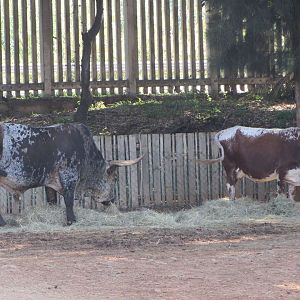 Nguni Cattle