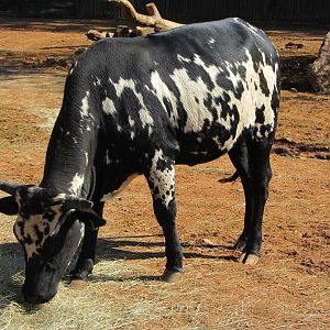 Nguni Calf