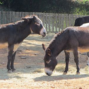 Draft Donkeys