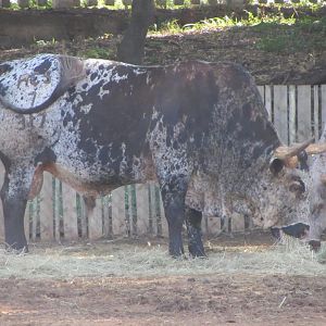 Nguni Bull