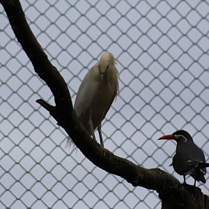 Malagasy Pond-Heron