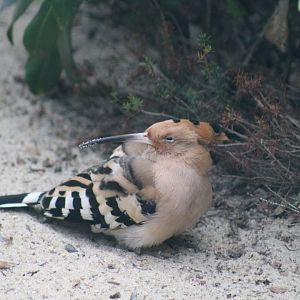Common Hoopoe