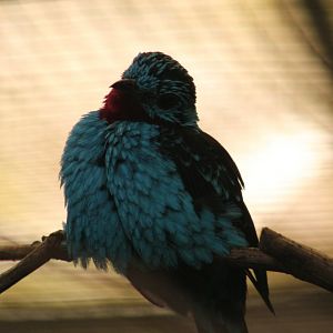 Spangled Cotinga