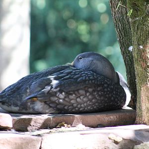 Magellanic Steamer Duck