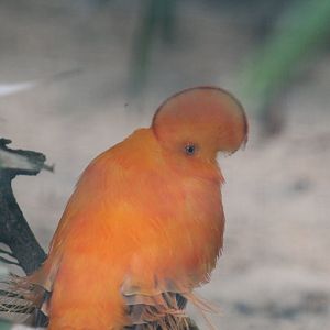 Guianan Cock-of-the-Rock