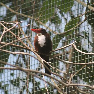White-Throated Kingfisher