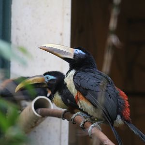 Chestnut-Eared Araçari