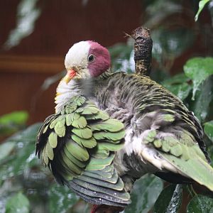 Yellow-Breasted Fruit-Dove