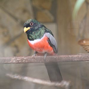 Black-Tailed Trogon