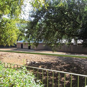 Blackbuck/Indian Hog Deer Yard