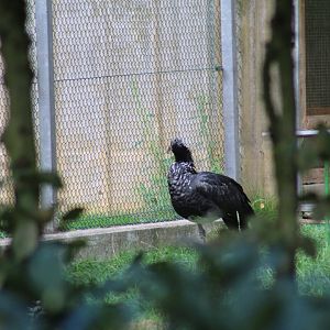 Horned Screamer