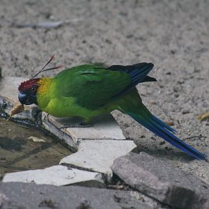 Horned Parakeet