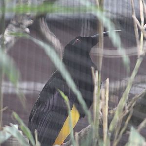 Twelve-Wired Bird-of-Paradise