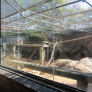 Hamadryas Baboon Enclosure