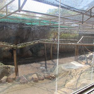 Hamadryas Baboon Enclosure