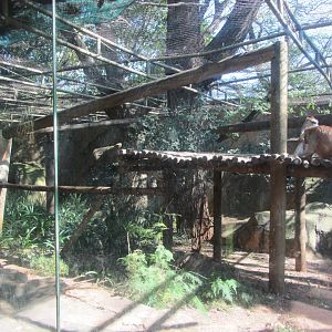 Patas Monkey Enclosure
