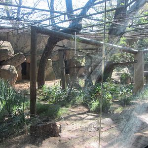 Patas Monkey Enclosure