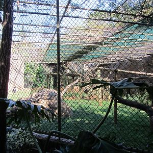 Lion-tailed Macaque Enclosure