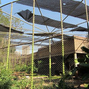 Black-necked Swan/Northern Bald Ibis Aviary