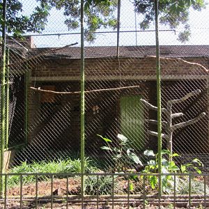 Major Mitchell's Cockatoo Aviary