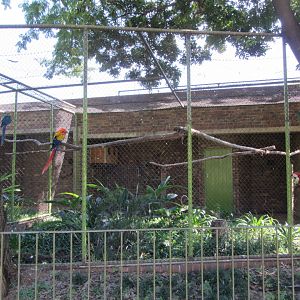 Scarlet Macaw Aviary