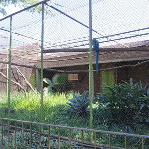Blue-and-Gold Macaw Aviary