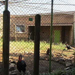 Southern Ground Hornbill Aviary