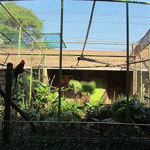Green-winged Macaw Aviary