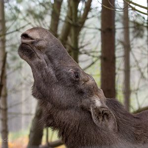 European elk / moose : Wildwood : 06 Oct 2018