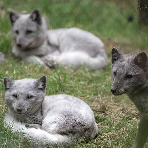 Arctic fox : Wildwood : 06 Oct 2018