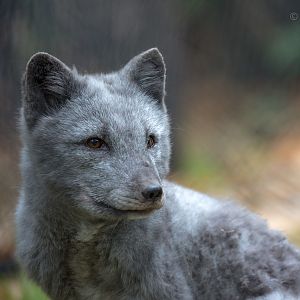 Arctic fox : Wildwood : 06 Oct 2018