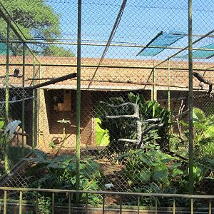 Yellow-crested Cockatoo Aviary