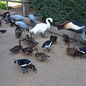 Bird feeding frenzy in the walk-through bird area (Sep 2nd, 2018)