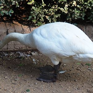 Bewick's swan (Cygnus columbianus bewickii), Sep 2nd, 2018