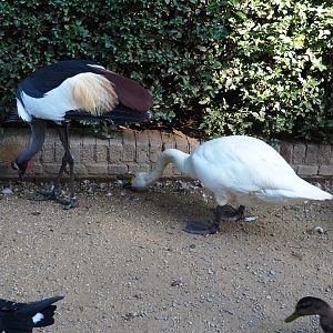 East African grey crowned crane and Bewick's swan (Cygnus columbianus bewickii), Sep 2nd, 2018