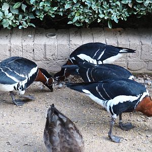 Red-breasted geese (Branta ruficollis), Sep 2nd, 2018