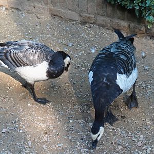 Barnacle geese (Branta leucopsis), Sep 2nd, 2018