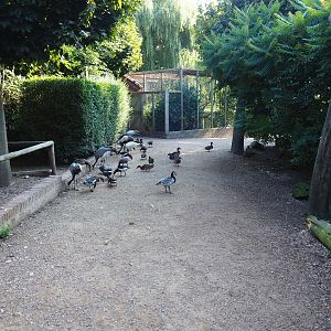 View of walk-through bird area with ongoing feeding frenzy (Sep 2nd, 2018)