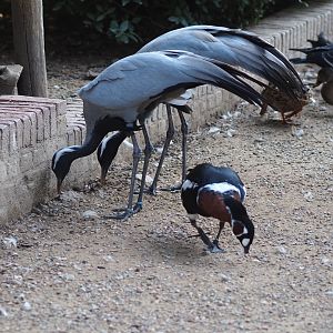 Demoiselle cranes (Anthropoides virgo) and red-breasted goose (Branta ruficollis), Sep 2nd, 2018