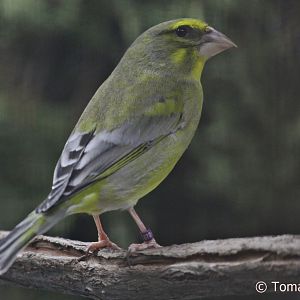 Brimstone Canary (Serinus sulphuratus) from Sub-saharan Africa; October 2018