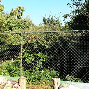 Aviary Secretary bird - Hamerkop (Sep 2nd, 2018)