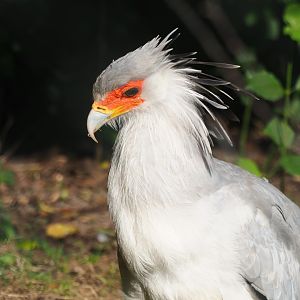 Secretary bird (Sagittarius serpentarius), Sep 2nd, 2018