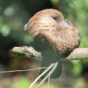 Hamerkop (Scopus umbretta), Sep 2nd, 2018