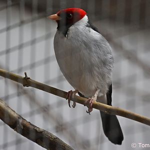 Yellow-billed Cardinal (Paroaria capitata), October 2018