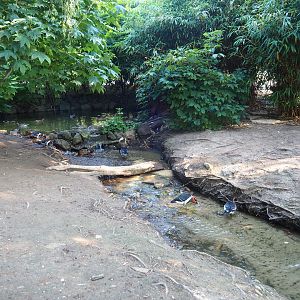 Stream with red-breasted geese (Sep 2nd, 2018)