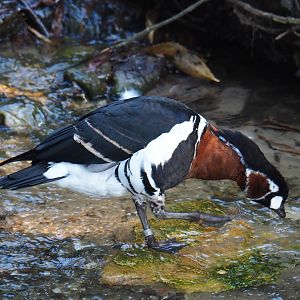 Red-breasted goose (Branta ruficollis), Sep 2nd, 2018