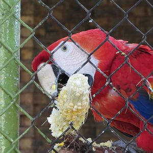 Scarlet Macaw