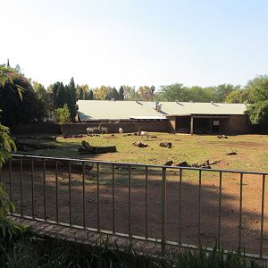 Scimitar-horned Oryx Yard