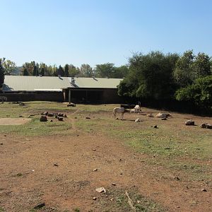 Scimitar-horned Oryx Yard